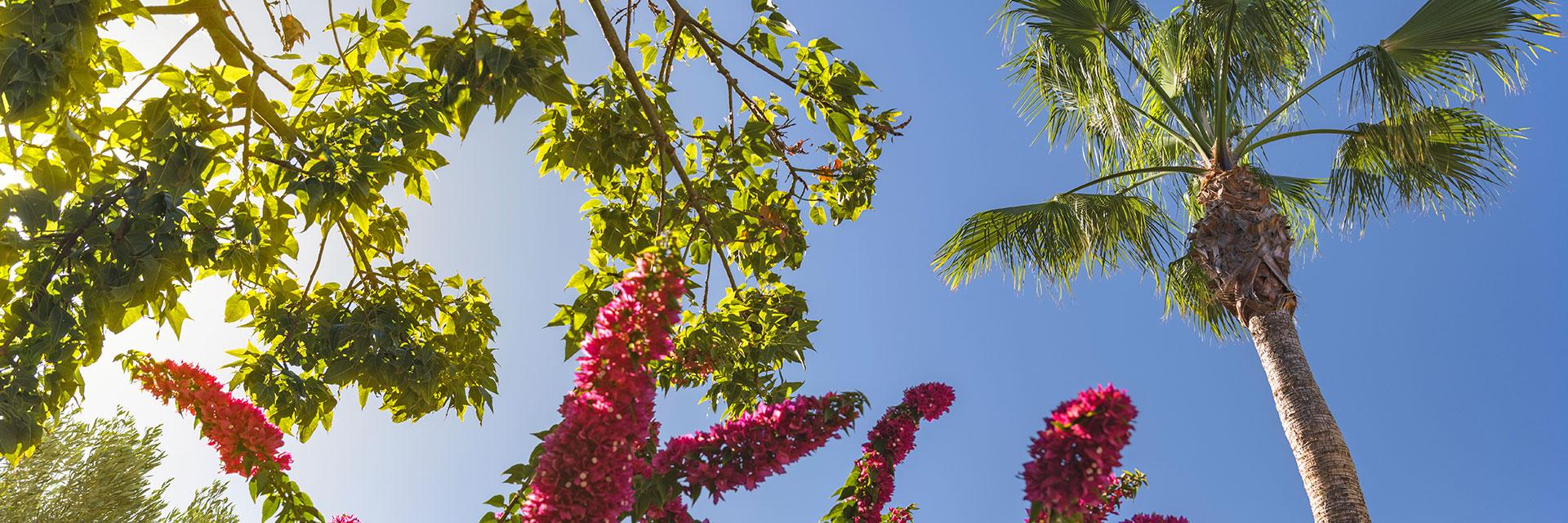 Jardines Elba Lanzarote Royal Village